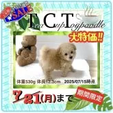 ティーカッププードル