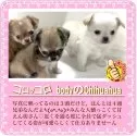 チワワ(ロング)【大阪府・男の子・2025年7月24日・ホワイト&クリーム《透明感のある綿アメのようです》】の写真5「白系は、シックな小物も派手な衣装もなんでもよく似合うのでコーディネートが一番楽しみやすいです」