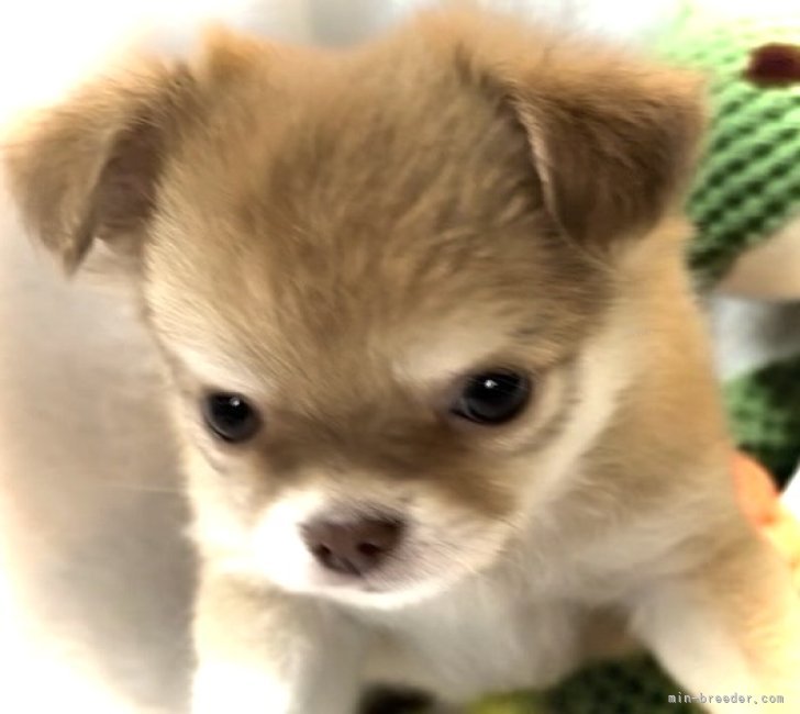 チワワ(ロング)【・女の子・2025年5月28日・レッド&amp;ホワイト】