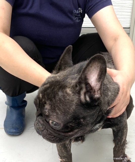 フレンチブルドッグ【・男の子・2018年10月14日・ブリンドル】「遊び好きで活発⤴︎⤴︎顔に似合わず甘えん坊です(^^)」