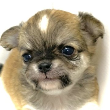 チワワ(ロング)【大阪府・男の子・2023年10月10日・フォーン&ホワイト:額センターの白毛がワンポイント】の写真「オメメがぐりぐり大きくてアイラインぱっちりの男前🐶」