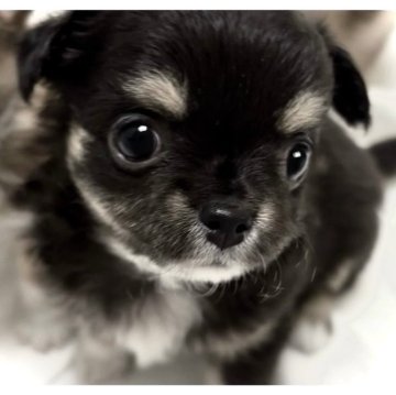 チワワ(ロング)【大阪府・女の子・2024年8月30日・ブラックタン&ホワイト】の写真「🍁秋のチワワ祭り🍁開催中٩(๑❛ᴗ❛๑)۶🎉」