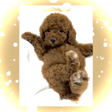 トイプードル(タイニー)【大阪府・女の子・2024年8月2日・レッド《 ☆ 濃いめ☆ 》】の写真「♦️まもなくトイプーベビーラッシュセール最終日です」