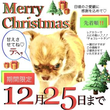 チワワ(ロング)【大阪府・男の子・2022年10月8日・チョコレートタン】の写真「レアカラー“チョコ タン”♬ヽ(´▽｀)/💓」