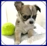 チワワ(ロング)【大阪府・女の子・2023年11月29日・セーブル&ホワイト:色合いも配色バランスも💯💮】の写真1「🌟お問合せが多かったので販売期限を1/28(日)延長いたしました。価格は据え置きと致しております。」