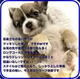 チワワ(ロング)【大阪府・女の子・2023年11月29日・セーブル&ホワイト:色合いも配色バランスも💯💮】の写真3「🌟色柄ともにとても綺麗にバランスの整った子です♬被毛が伸びて成長するのが楽しみです♪」