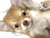 チワワ(ロング)【・女の子・2025年5月28日・レッド&ホワイト】