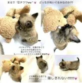 チワワ(ロング)【大阪府・女の子・2022年10月8日・フォーン&ホワイト】の写真4「ご質問や他の写真をご希望の場合は“みんブリのお問合せ”からご連絡お願いいたします。」
