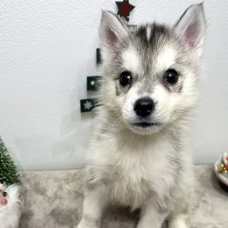 ID:2412-00566の子犬