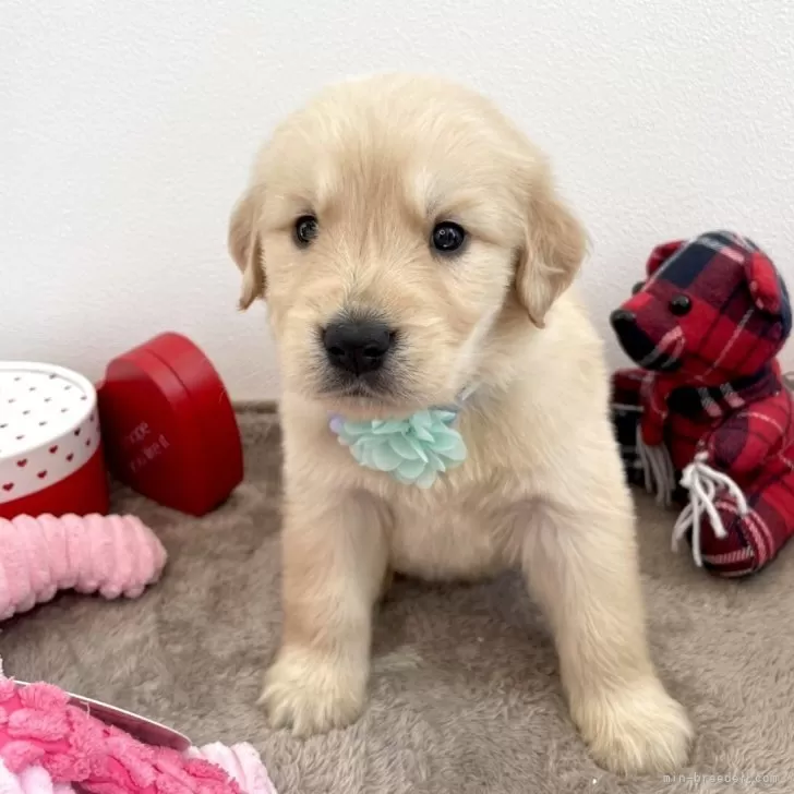 ID:2504-00770の子犬