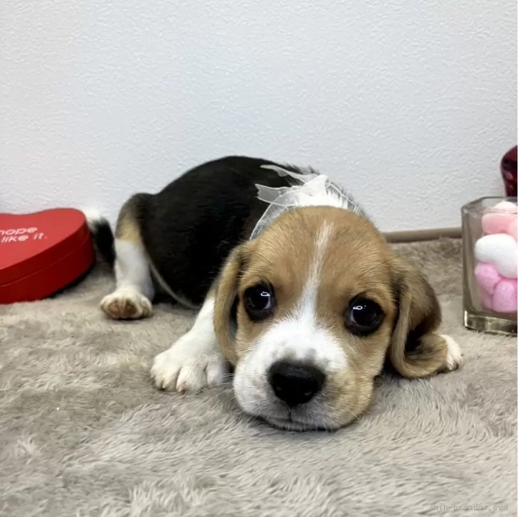 ID:2509-04004の子犬