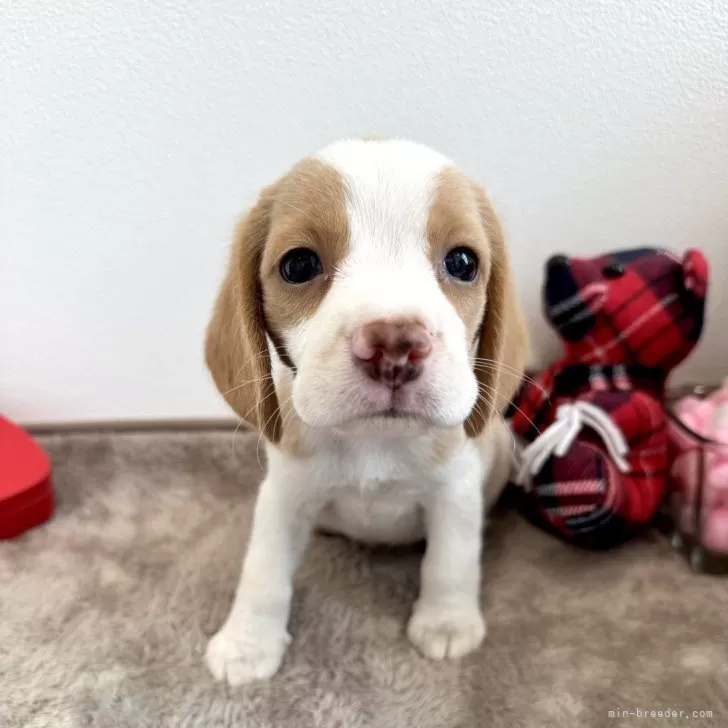 T.H 様のお迎えした子犬