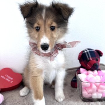 シェットランドシープドッグ【愛媛県・女の子・2024年12月10日・セーブル】の写真「遊ぶのが大好きな子犬ちゃんです🎵」