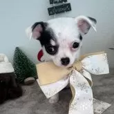 チワワ(スムース)【愛媛県・女の子・2024年10月10日・パーティ】の写真1