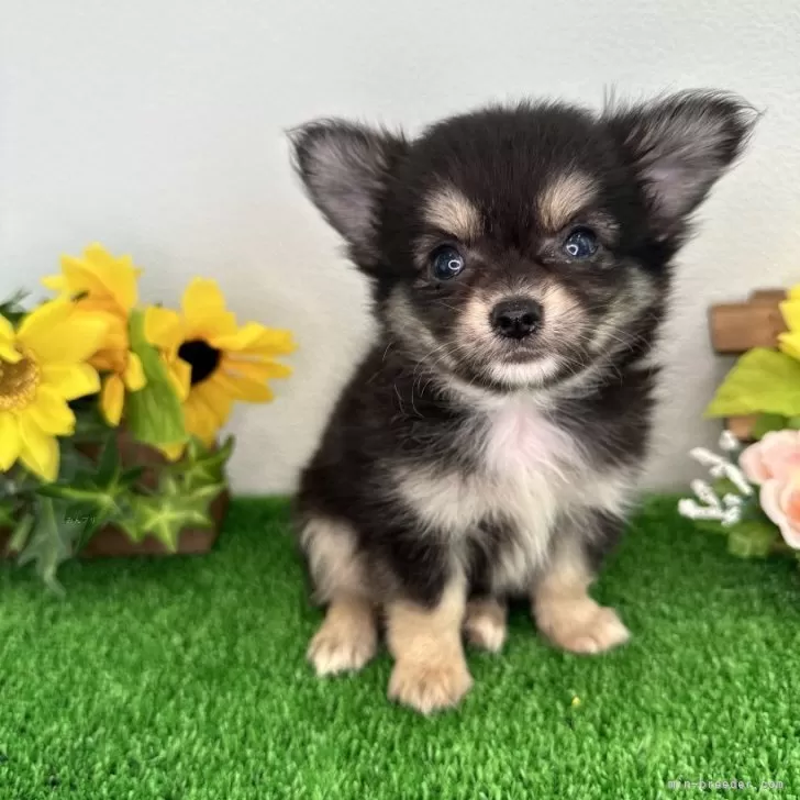 ID：2408-02357の子犬