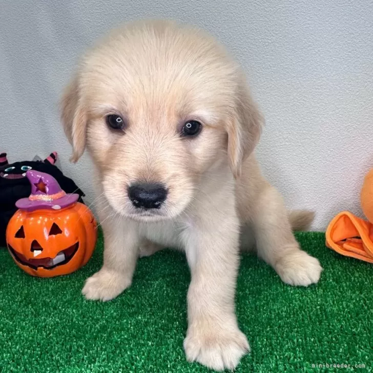 ID:2409-07001の子犬