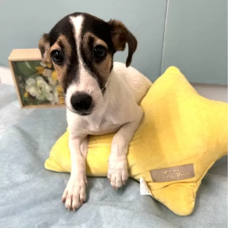 ID：2411-00914の子犬