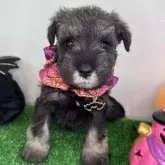 ミニチュアシュナウザー【愛媛県・女の子・2024年9月12日・ソルト&ペッパー】の写真3