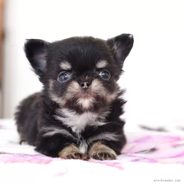 ID：2504-02187の子犬