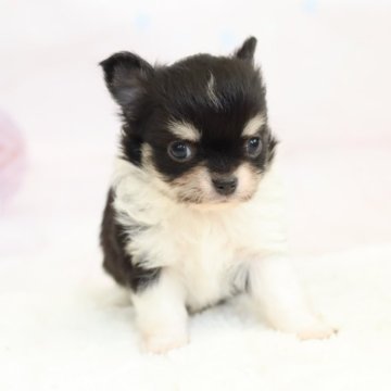 チワワ(ロング)【愛知県・女の子・2025年8月13日・ブラックタン、ホワイト】の写真「♥️コンパクトな可愛い女の子♥️」