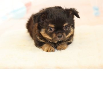 チワワ(ロング)【愛知県・男の子・2025年4月11日・ブラックタン】の写真「★元気一杯★初めてチワワをお迎えされる方にも安心★」