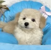 トイプードル(トイ)【愛知県・女の子・2023年11月10日・アプリコット】の写真1