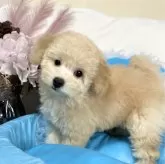 トイプードル(トイ)【愛知県・女の子・2023年11月10日・アプリコット】の写真2