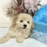 トイプードル(トイ)【愛知県・女の子・2023年11月10日・アプリコット】の写真3