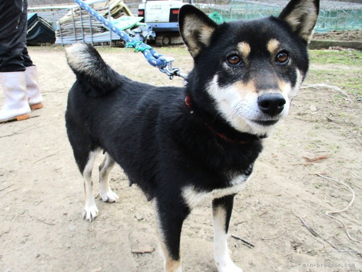 うみ｜若竹　智司(わかたけ　さとし)ブリーダー(宮城県・柴犬・JKC登録)の紹介写真9