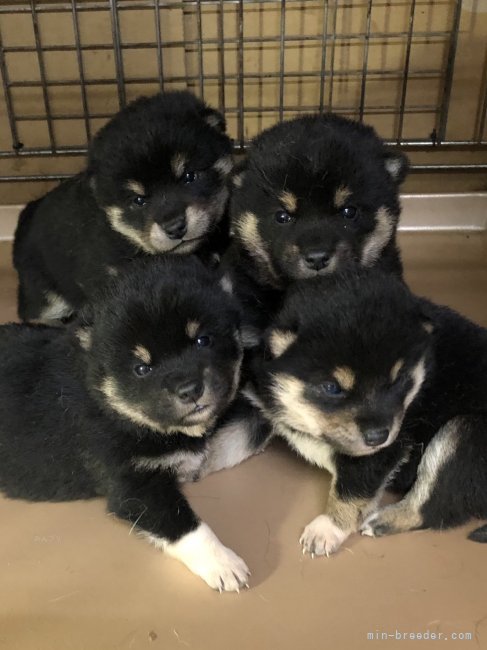 若竹智司ブリーダーのブログ：かわいい4兄妹