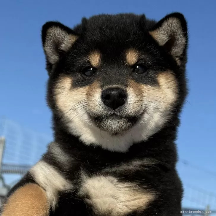 ID：2412-00549の子犬