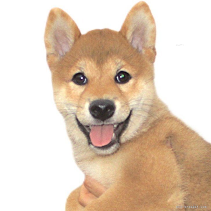 ブリーダー画像
