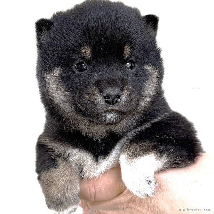 ブリーダー画像