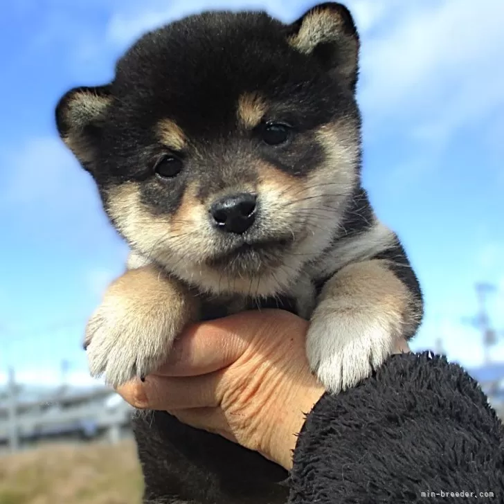 ID：2412-00552の子犬