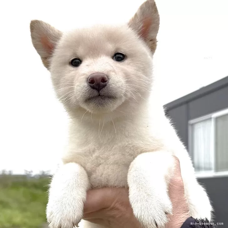 ハンキ 様のお迎えした子犬