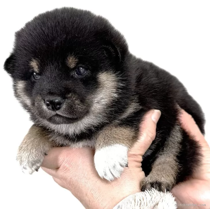 柴犬(標準サイズ)【宮城県・女の子・2025年10月30日・黒】の写真1