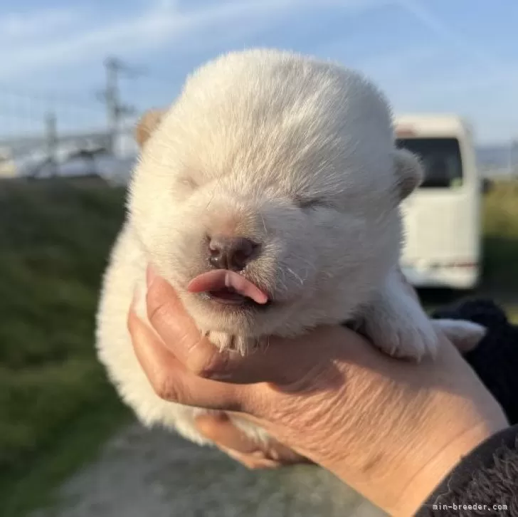 ID:2411-04608の子犬