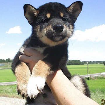 柴犬(標準サイズ)【宮城県・男の子・2025年6月7日・黒】の写真「かわいい黒柴」