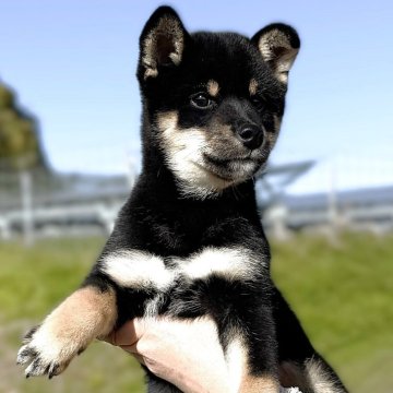 柴犬(標準サイズ)【宮城県・女の子・2025年8月25日・黒】の写真「元気な黒柴の女の子」