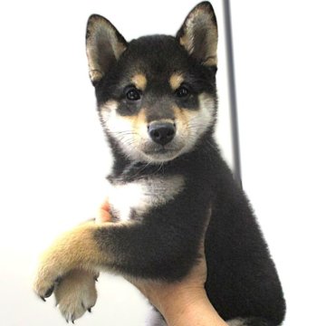 柴犬(標準サイズ)【宮城県・女の子・2025年5月17日・黒】の写真「黒柴の女の子です。」