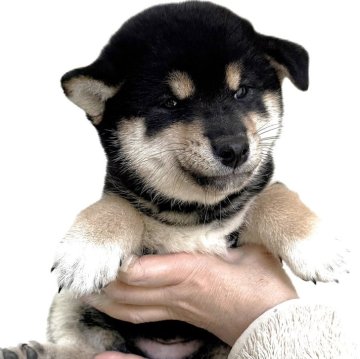 柴犬(標準サイズ)【宮城県・女の子・2025年9月4日・黒】の写真「元気な黒柴の男の子です。」