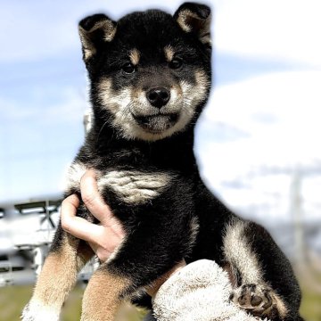 柴犬(標準サイズ)【宮城県・男の子・2025年9月4日・黒】の写真「元気な黒柴の男の子です。」
