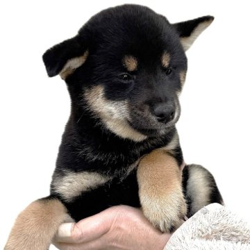 柴犬(標準サイズ)【宮城県・女の子・2025年8月30日・黒】の写真「元気な黒柴の女の子です。」