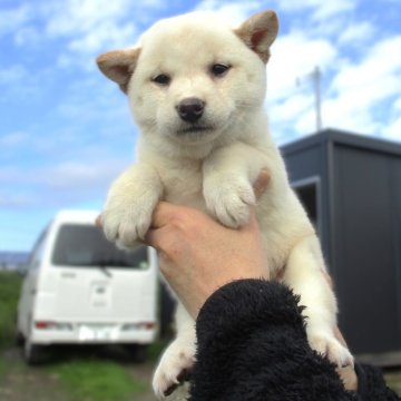 柴犬(標準サイズ)【宮城県・女の子・2024年9月14日・白】の写真「かわいい白柴の女の子です」