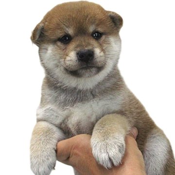 柴犬(標準サイズ)【宮城県・女の子・2025年6月2日・赤】の写真「赤柴の女の子です。」