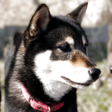 柴犬(標準サイズ)【宮城県・女の子・2025年8月30日・黒】の写真「新年、黒柴の女の子です。すぐにお散歩OK!」