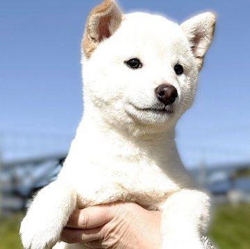 柴犬(標準サイズ)【宮城県・女の子・2025年8月30日・白】の写真「元気な白柴の女の子です。」