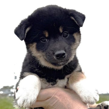 柴犬(標準サイズ)【宮城県・男の子・2025年9月2日・黒】の写真「元気な黒柴の男の子」