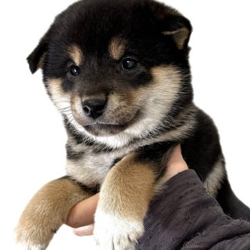 柴犬(標準サイズ)【宮城県・男の子・2025年10月30日・黒】の写真「元気なイケメンの男の子」