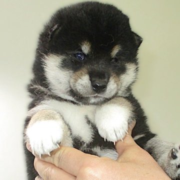 柴犬(標準サイズ)【宮城県・男の子・2025年5月17日・黒】の写真「黒柴の男の子です。」
